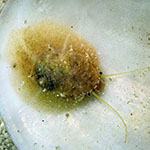 Stomatella 01